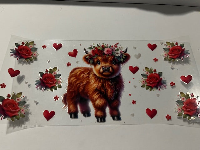 Highland cows